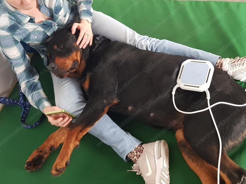 Magnetoterapia para rehabilitar perros