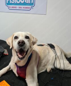 Desgaste articular en perros (Osteoartrosis)