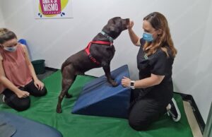 Ruptura de ligamento cruzado en la rodilla de su perro