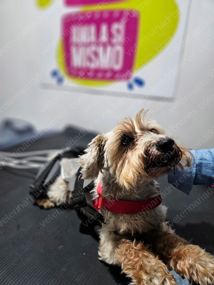 Tengo un perro mayor, ¿qué cuidados debo de tener?