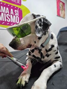 Láser de alta potencia en la rehabilitación de perros y gatos