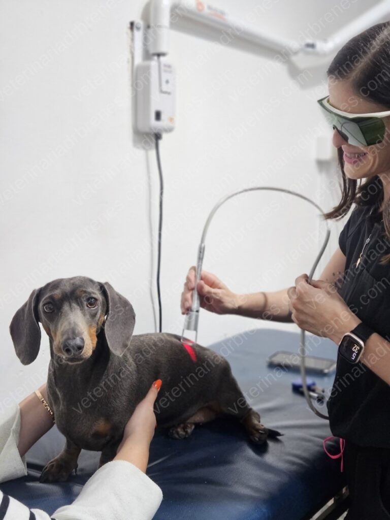 5 cosas que no sabía sobre la fisioterapia canina especializada