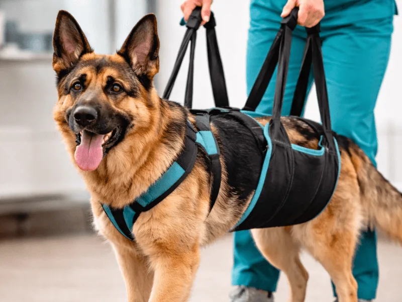 Sling o soporte abdominal en perros